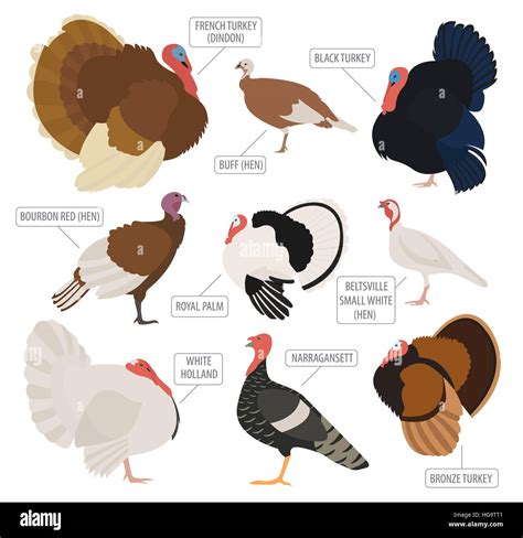 Poultry farming. Turkey breeds icon set. Flat design. Vector illustration Stock Photo - Alamy