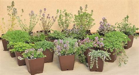 Thyme Varieties: How to Grow Different Types of Thymes - Plant Instructions