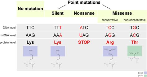 Mutations - Page 2 of 4 - QCE Biology Revision