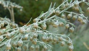 Wormwood Herb Uses, Side Effects and Health Benefits