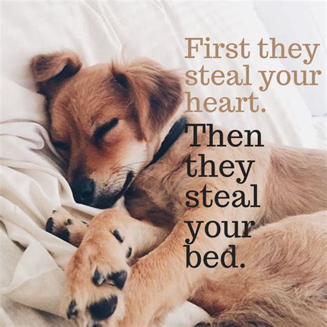 First, they steal your heart. Then they steal your bed. 🤣🤗🐾 ️ | Dog quotes funny, Dog quotes ...