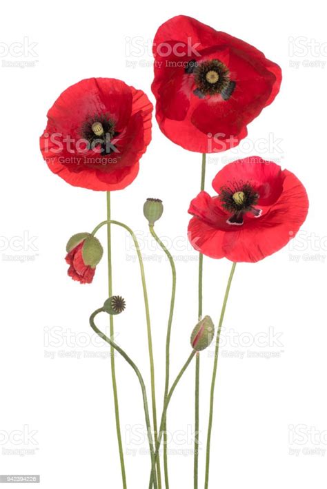 Bunga Poppy Terisolasi Di Atas Putih Foto Stok - Unduh Gambar Sekarang - Belarus, Buket ...