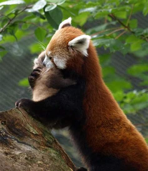 Sign in | Animal hugs, Red panda baby, Cute animals