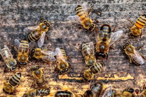 Drone Bees: The Largest Members of the Hive - Minneopa Orchards