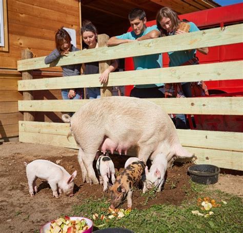 Woodstock Farm Animal Sanctuary: Fighting the Good Fight