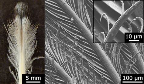 Penguin feathers help inspire new de-icing techniques