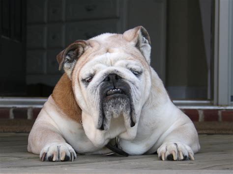 🔥 [50+] Old English Bulldog Wallpapers | WallpaperSafari