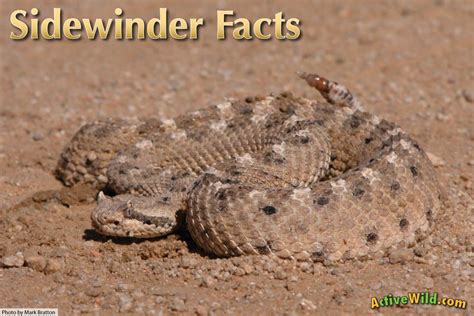 Sidewinder Snake Facts: Desert Animal With A Distinctive Sideways Crawl