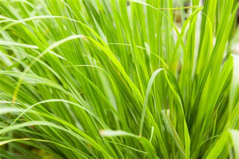 How to Grow Lemongrass | HGTV