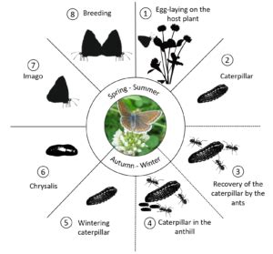 Life cycle of Common Blue butterfly - Exploratory Ecology