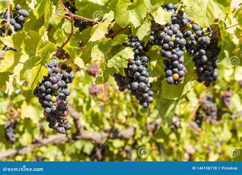 Merlot Grapes Stock Photos - Download 8,991 Royalty Free Photos