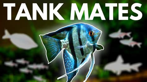 Angelfish Tank Mates: 10 Fish You Can Keep with Angelfish - YouTube