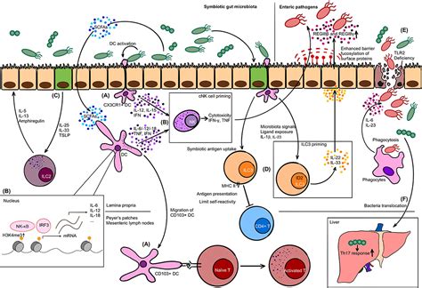 Gut Microbiota Immunity