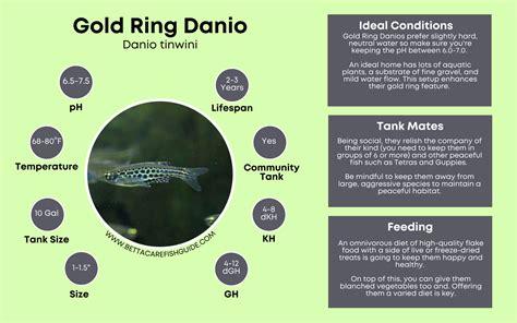 20 Types Of Danio (And How To Keep Them Happy) - Betta Care Fish Guide