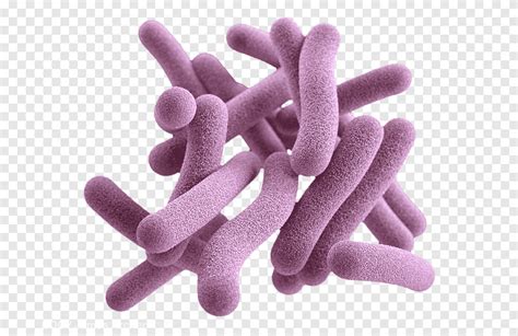 Pathogenic bacteria Gram-positive bacteria Fungus Mycobacterium ...