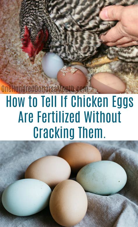 How Can I Tell If My Chicken Eggs Are Fertilized Without Cracking Them ...