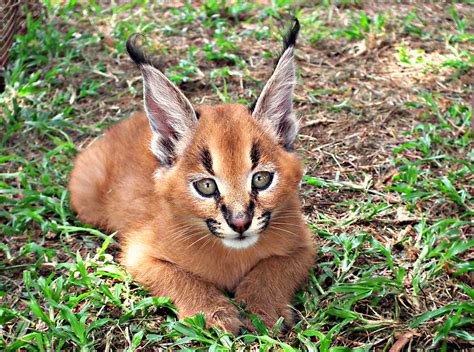 Caracal Kittens (set of 3) (Explored) | Flickr - Photo Sharing!