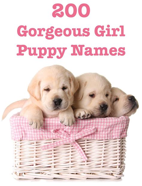 Good Puppy Names Puppy names dog girl female puppies funny thelabradorsite cute dogs name unique ...