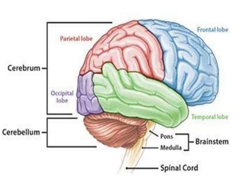 Bagian-Bagian Otak Beserta Fungsinya - Berpendidikan.Com