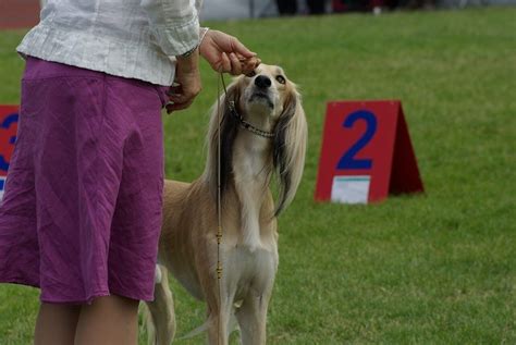 Dog shows 101: Explore the curious world of conformation competitions