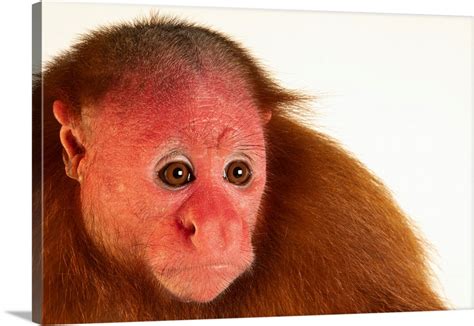 A Ucayali Bald-Headed Uakari Monkey Wall Art, Canvas Prints, Framed ...