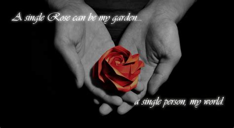 50 Best Rose Quotes To Show Your Love