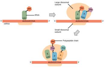 Steps of Translation | Biology for Non-Majors I