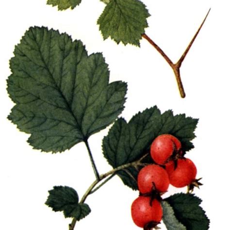 Buy Downy Hawthorn (Crataegus Mollis) 25+ seeds online :: Seeds ...