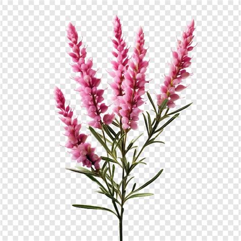 Heather flower isolated on transparent background | Premium AI-generated PSD