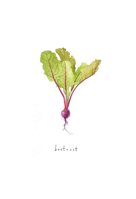 Beetroot illustration by Aisling Teevan, watercolour and coloured pencil Watercolor Fruit ...