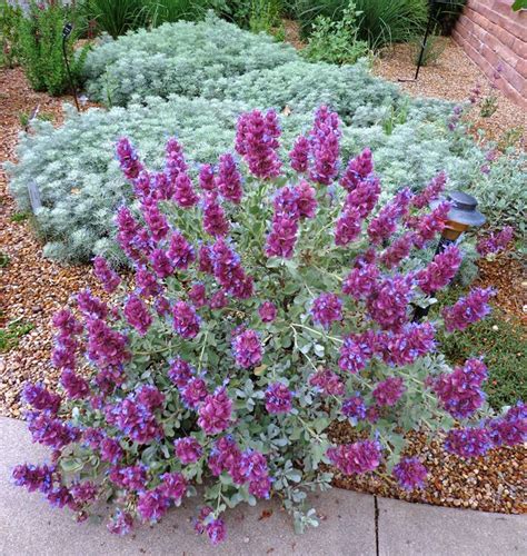 Salvia pachyphylla 'Blue Flame' - Giant Purple Desert Sage | Drought resistant plants ...