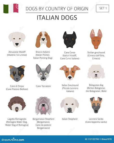 Dogs by Country of Origin. Italian Dog Breeds Stock Vector ...