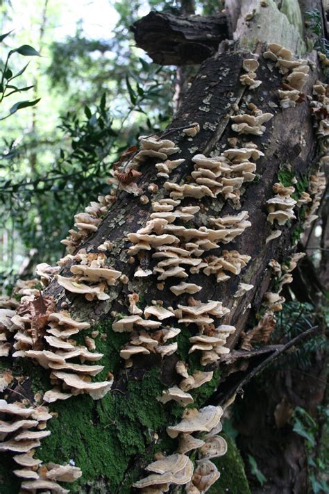 Tree fungus Free Photo Download | FreeImages