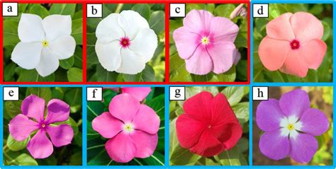 Photographs of eight varieties of Catharanthus roseus. (a) Patricia... | Download Scientific Diagram