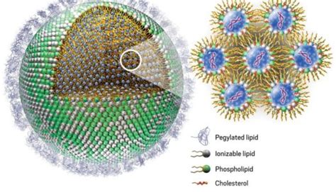 Lipid nanoparticle – HISTORY HEIST