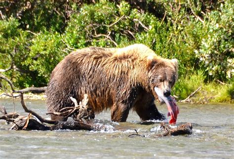 Alaska Bear Viewing & Tours. Bear Watching, Homer AK