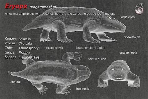 Eryops megacephalus model from Paleozoo.