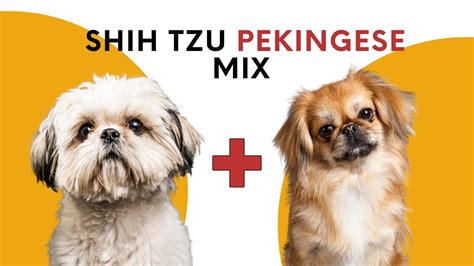 All About Shih Tzu Pekingese Mix AKA Shinese - YouTube