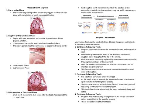 Phases OF Tooth Eruption - **Phases of Tooth Eruption Pre-eruptive Phase** The enamel organ ...