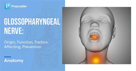 Glossopharyngeal Nerve: Origin, Function, Factors Affecting, Prevention