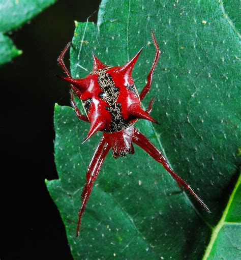 Devil crab orbweaver (Actinosoma pentacanthum) - a photo on Flickriver