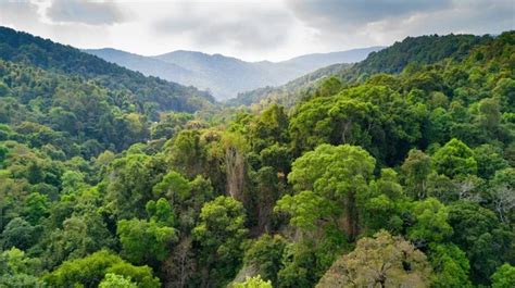 Rainforest morning fog Stock Photo by ©smithore 13382946