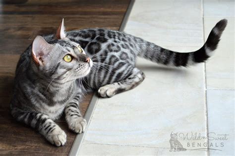 Silver Domestic Bengal Cats