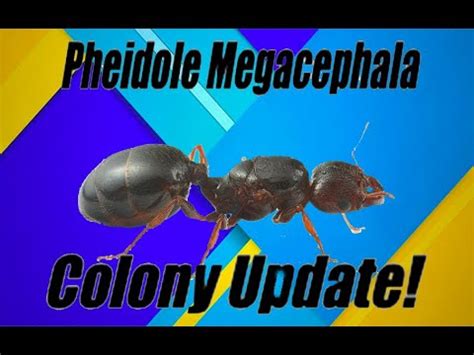 Pheidole Megacephala Single Queen Colony Update | Update Video Presented By Ant Co - YouTube