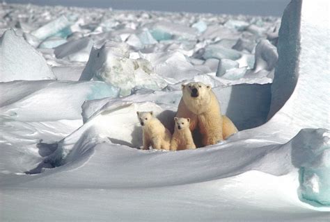 Polar bear den detection methods work less than half the time, finds ...