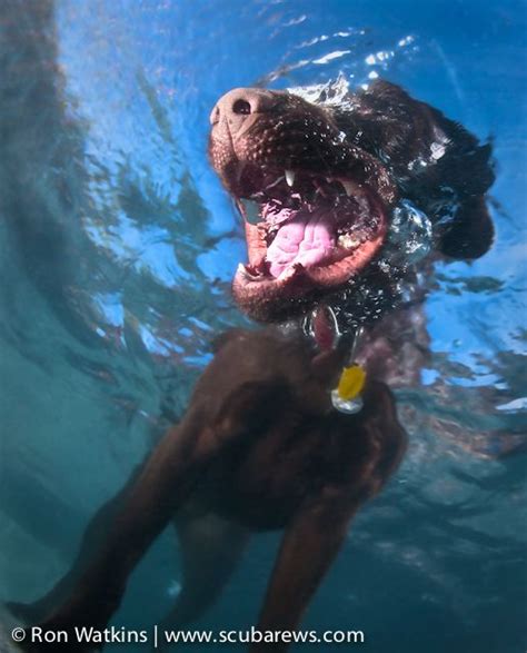 Underwater Pool Photography|Underwater Photography Guide