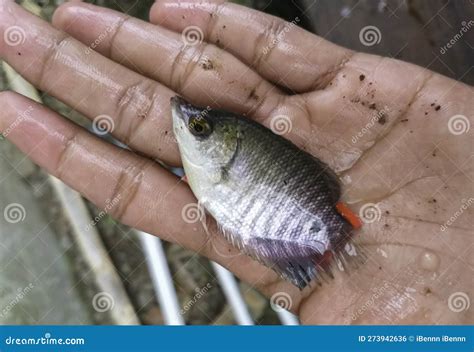 Measuring Giant Gourami Fish Size with Palm. Selective Focus Stock ...