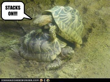 Funny Reptiles |Funny Animal