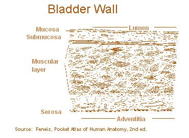 Layers of the Bladder Wall | SEER Training