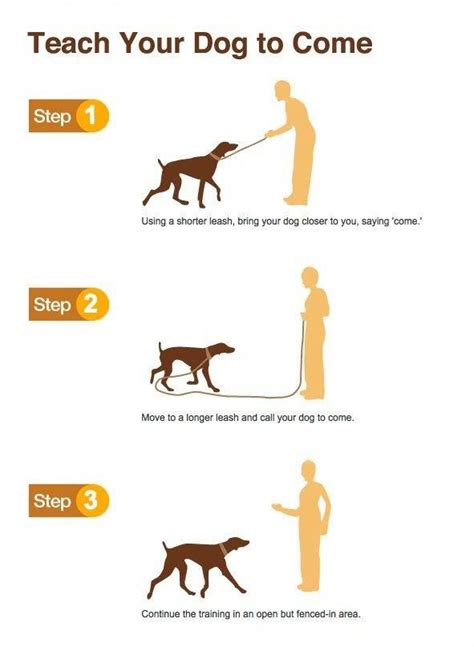 5 Key Dog Training Fundamentals | Puppy training, Dog training obedience